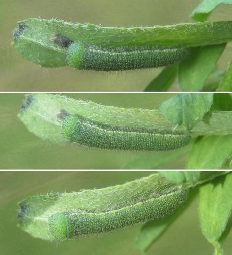 Colias hyale